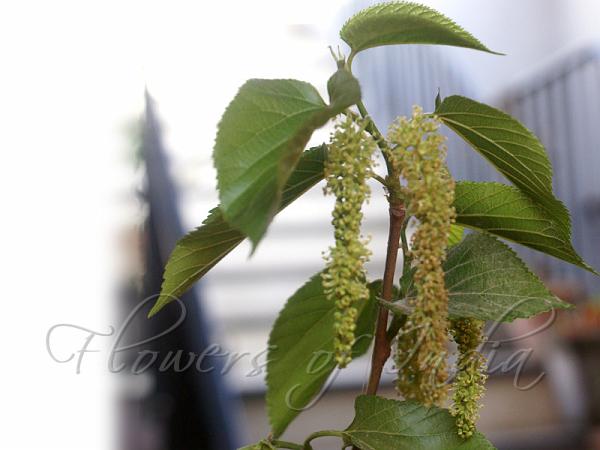 King White Mulberry